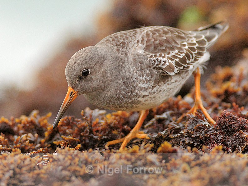 Purple Sandpiper looking for food amongst the seaweed at Sandbanks - Purple Sandpiper