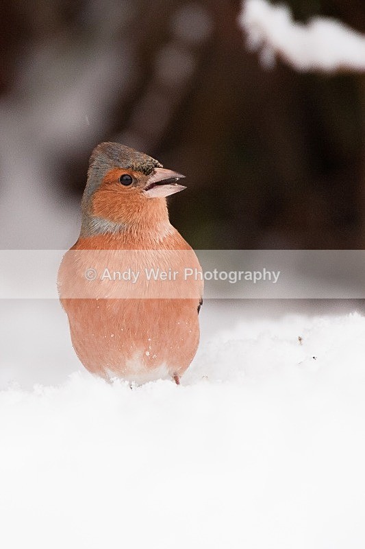 20100105-Garden 080 - Chaffinch