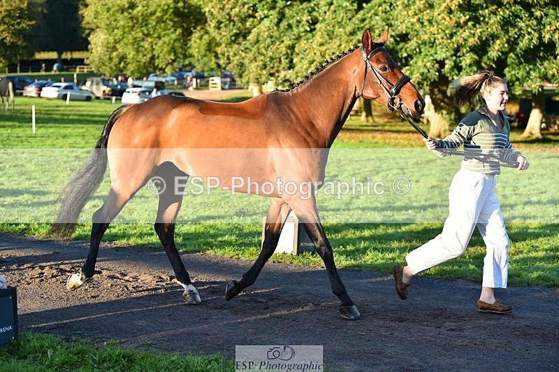 231022-085110-21400 - 668-BOWHAYLANDS.SKYFALL-Miya.Johns-TrotUp+SJ