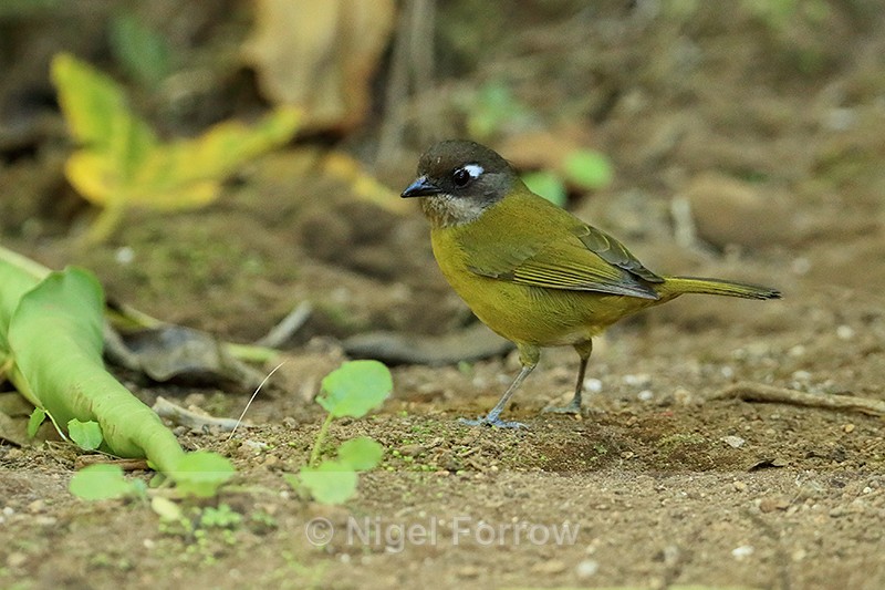 Common Bush-Tanager, Costa Rica - Common Chlorospingus
