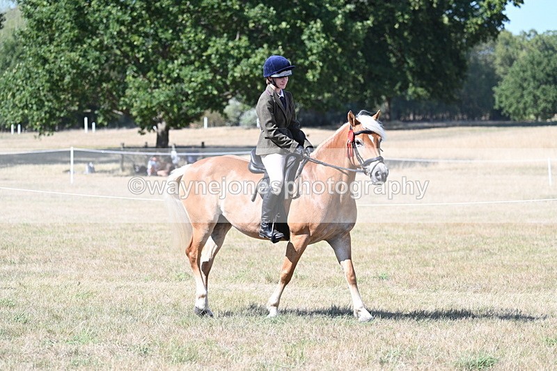 WJ7_1407 - Class 41 Prettiest Mare
