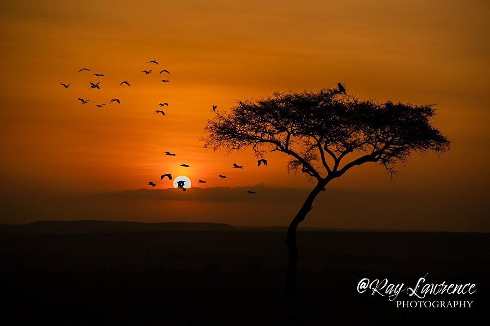 Flight_RLP114928 copy - Colour Fine Art Wildlife