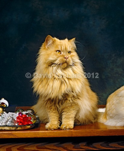 A Persian called 'Lady' - Pets