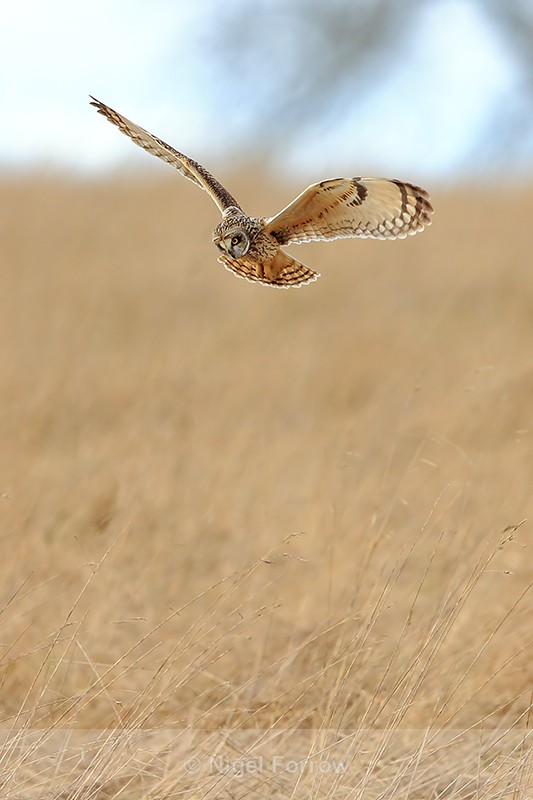 Short-eared Owl hovering, Hawling, Gloucestershire - Short-eared Owl
