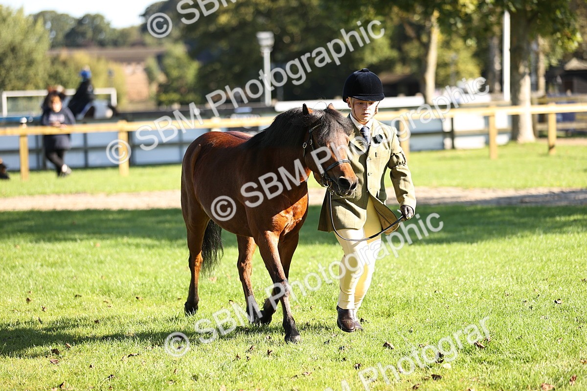 SBM_15891 - S1 - TSR in Hand Horse & Pony Showing