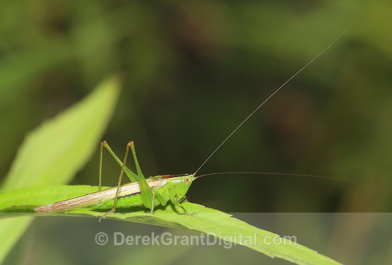 Conocephalus fasciatus fasciatus (F) - Bees, Beetles, Bugs