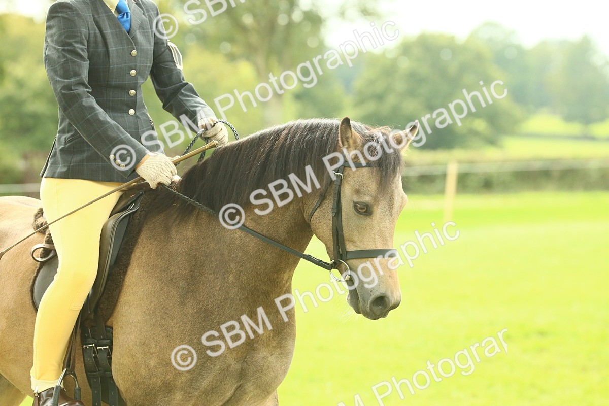 SBM_69830 - S59 - Mountain & Moorland Ridden Small Breeds