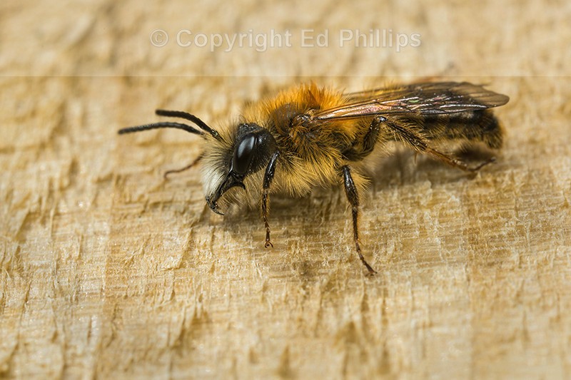Andrena fulva (m)