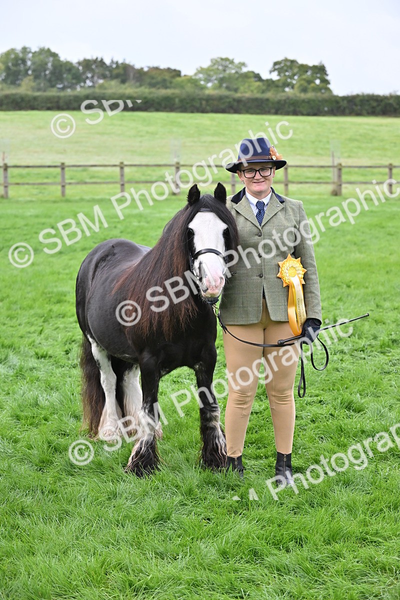 SBM_56976 - S45 - Coloured Pony In Hand