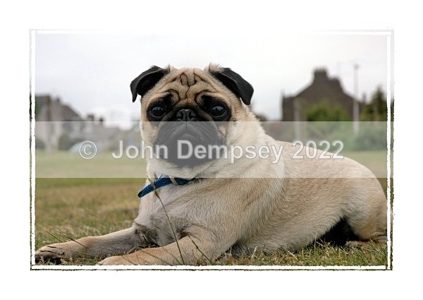 Alfie 2F - Walking the Dog