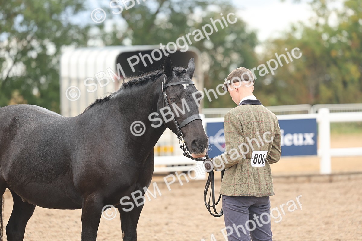 SBM_07799 - Class 27 - IH Competition Horse/Pony