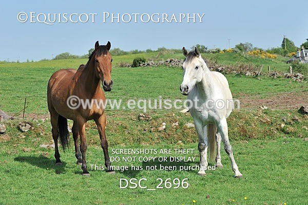 DSC_2696 - ARCHIVE REQUEST - Quincy and Guinness