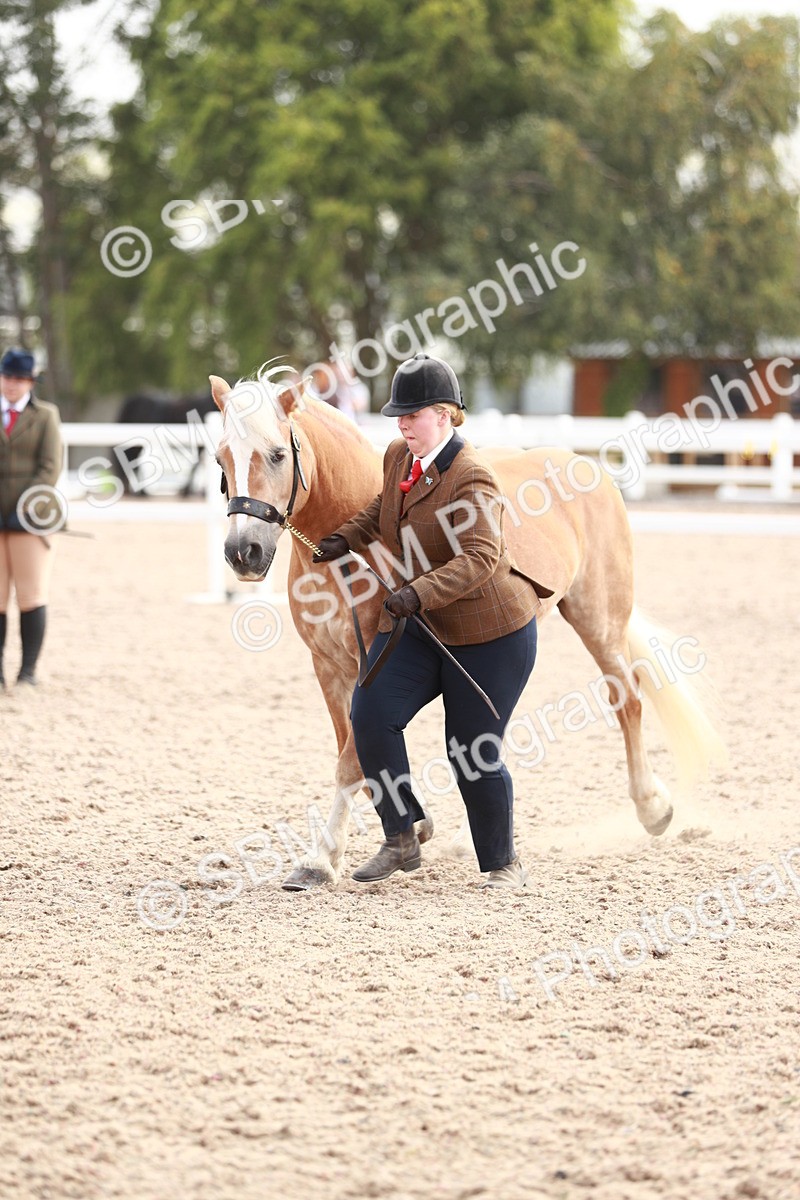 SBM_11871 - Class 206 IH Non Show Type Pony