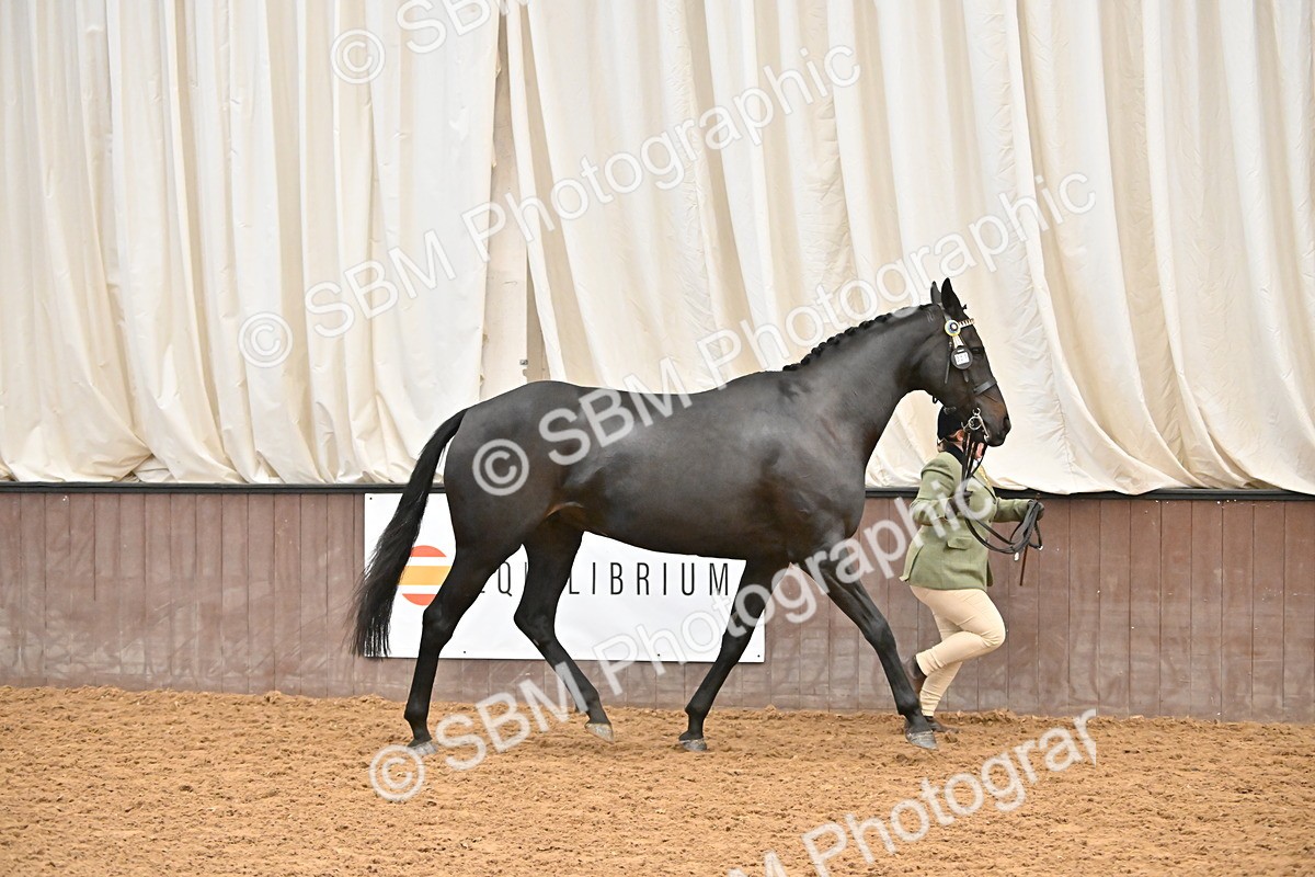 SBM_000210 - Class 7 - ROR Tattersalls In Hand