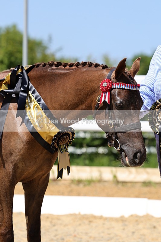 1X9A1270 - In Hand Championship