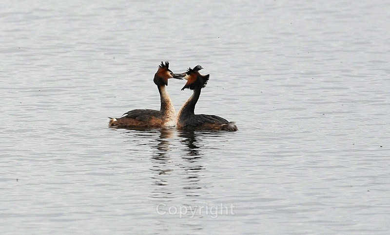 Great Crested Grebes, Oxford Island - Birds