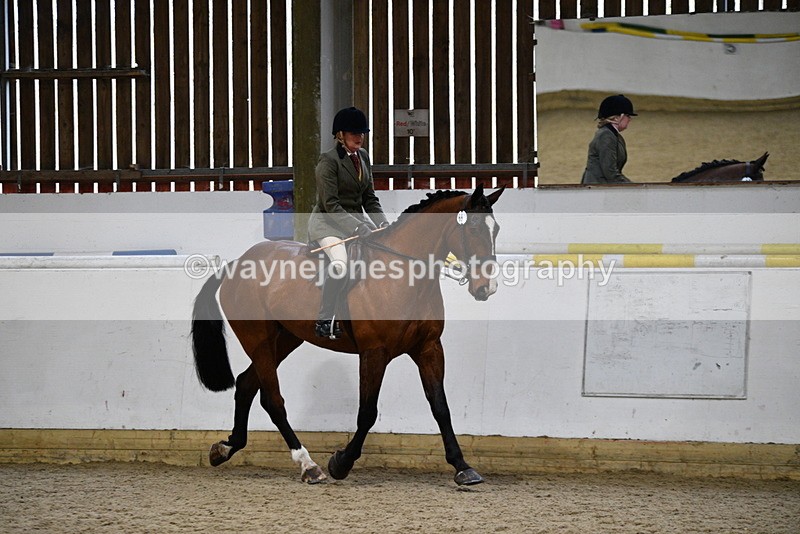 WJ5_8988 - Class 15 Ridden Show Horse