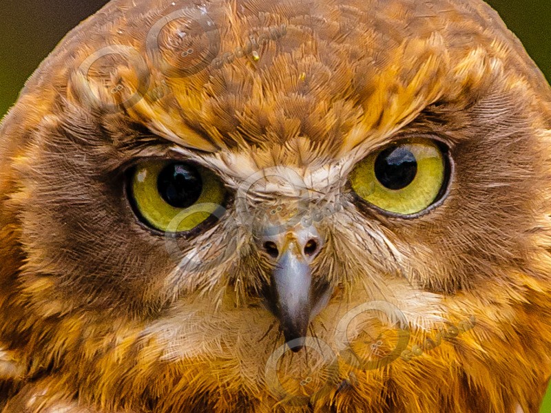 boobook owl Ninox boobook-8938 - Owls of the World