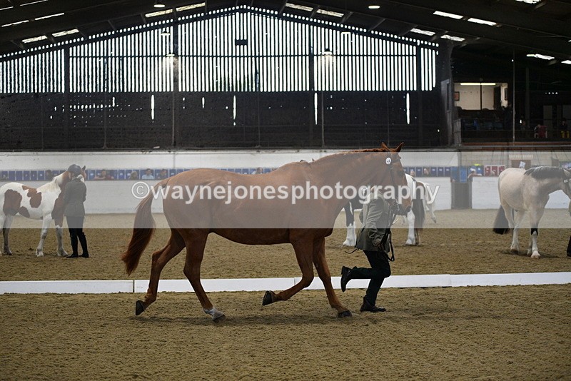 WJ5_3634 - Class 5 In Hand Veterans