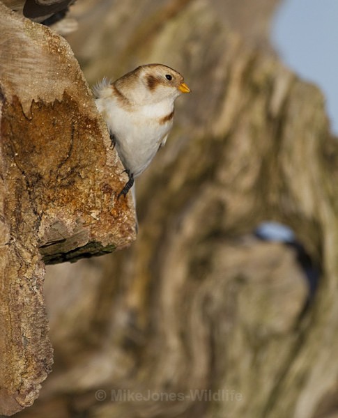 SNOW BUNTINGS - SNOW BUNTINGS