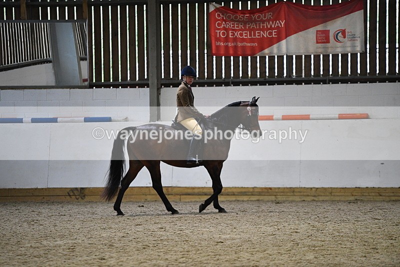WJ5_8890 - Class 15 Ridden Show Horse