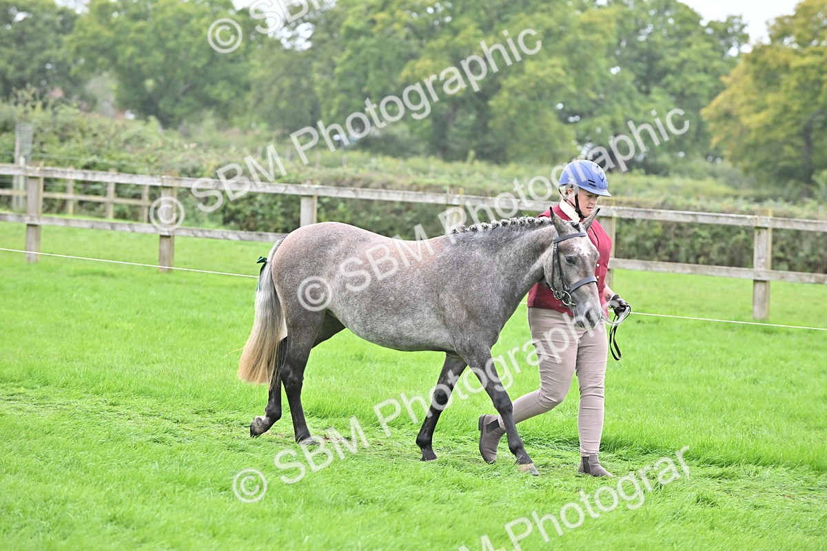 SBM_64930 - S50 - Show Pony & Show Hunter Pony In Hand