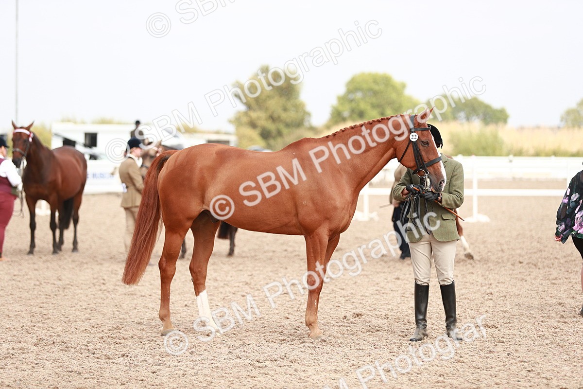 SBM_13247 - Class 208 IH Veteran Horse