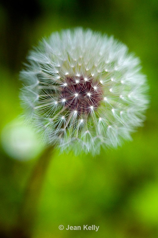 Dandelion - 4787 - White