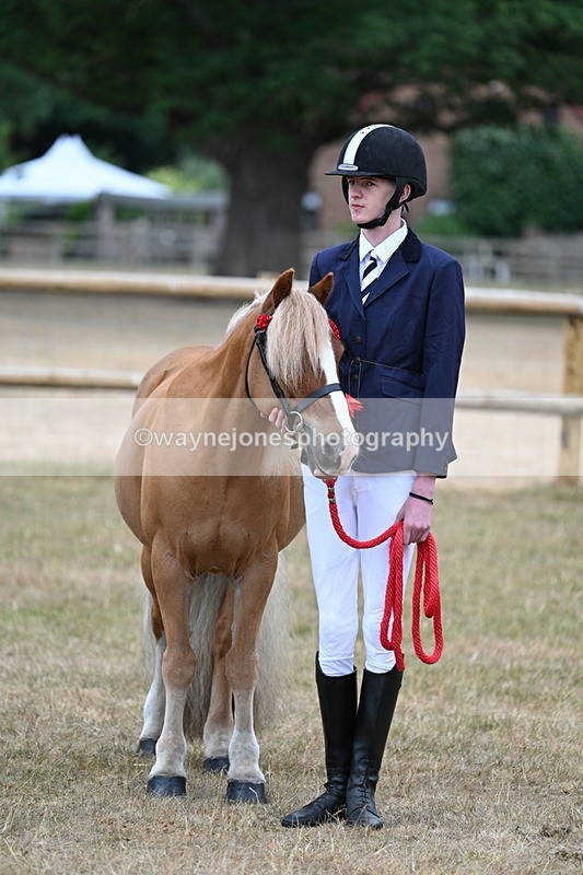 WJ7_9650 - Class 5 Most Handsome Gelding (up to 14.2hh)