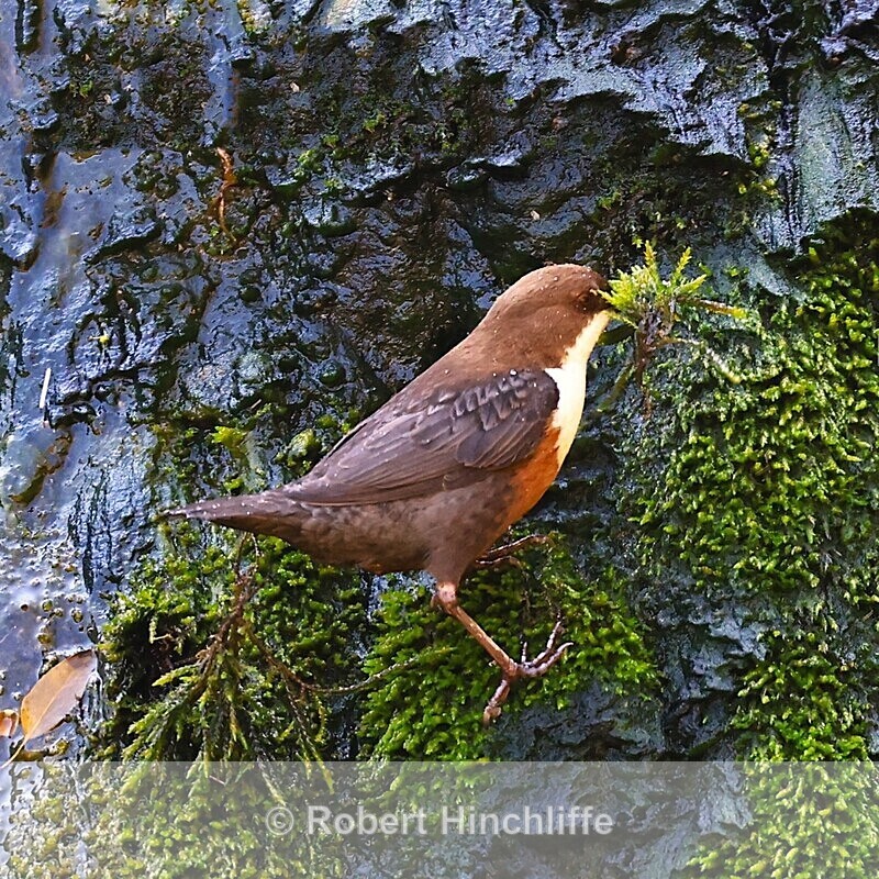Dipper - Cards 2