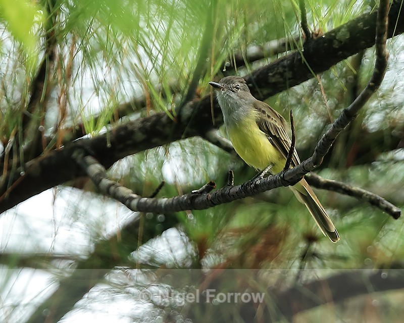 Panama Flycatcher perched, Gamboa, Panama - Panama Flycatcher