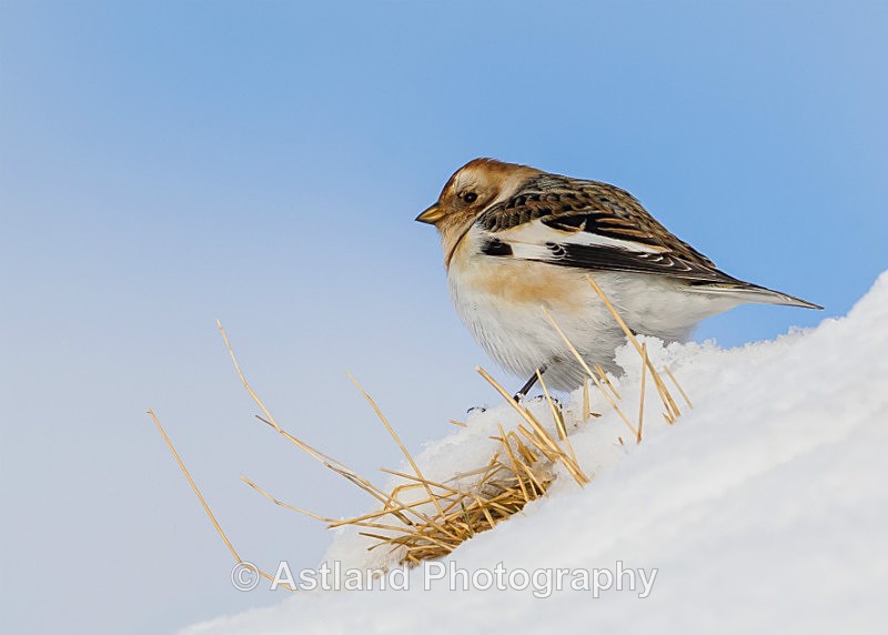Astland Photography, Bird and Wildlife Images, Susan and Peter Wilson, U.K