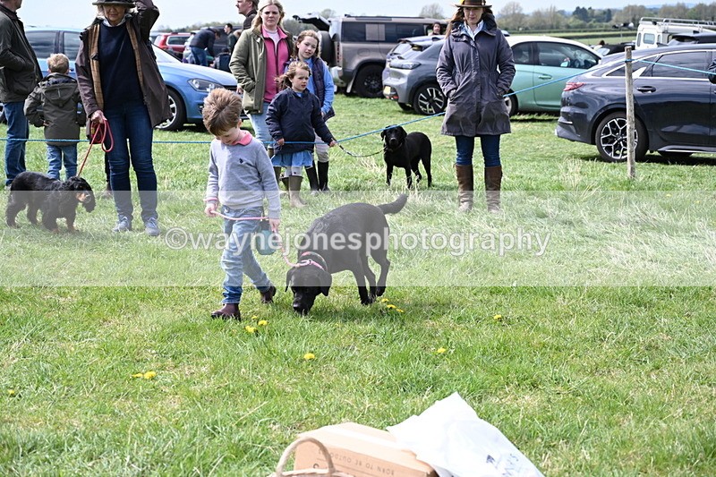 WJ6_8992 - Class 8 Best Working / Gun Dog or Bitch