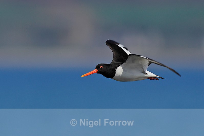 Close fly-past of an Oystercatcher on the shore of Loch Indaal, Islay - Oystercatcher