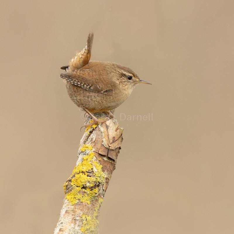 Wren SD2551 - Greeting Cards