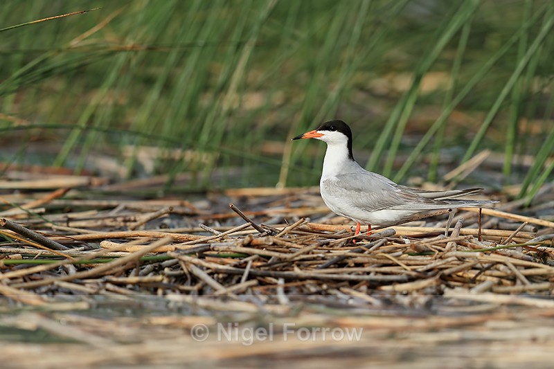 Forster's Tern (adult) on ground, Minnesota - Forster's Tern