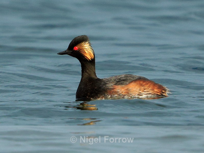 Black-necked Grebe (summer plumage) in sunshine at Farmoor - Black-necked Grebe