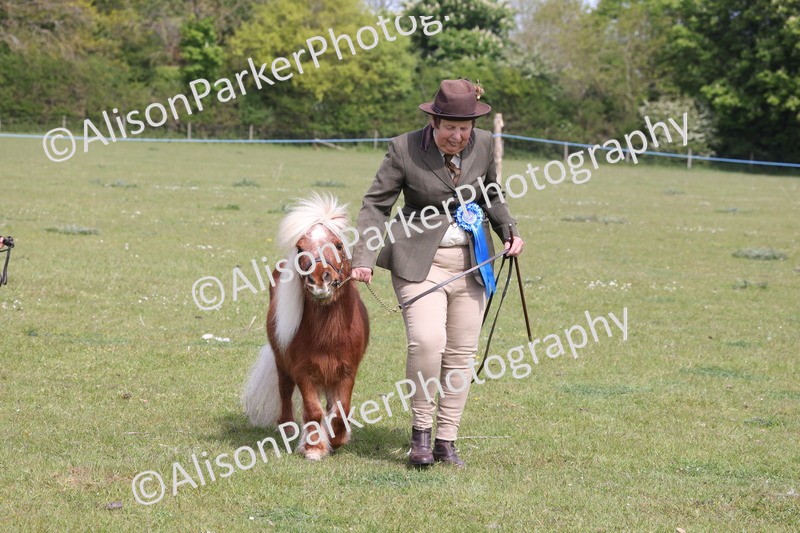 20260426-3245 - Class 26 - Shetland Ponies and Minitures