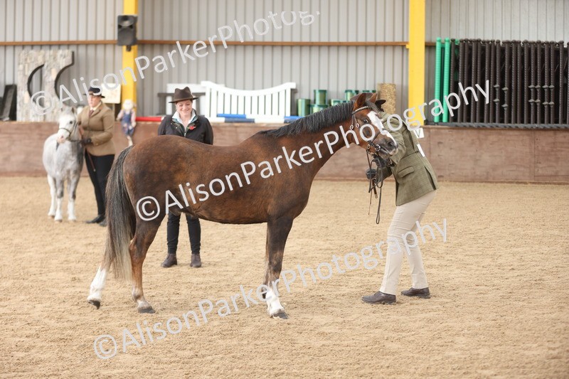 20251109-0650 - Class 22 - Geldings 4 Years and over