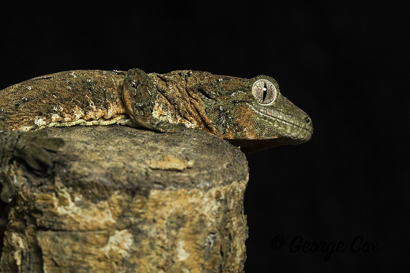 Mossy Gecko Profile - Macro day with Chameleon Photography