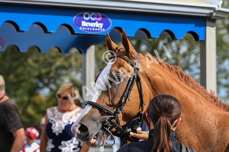 130825-Race 4-Rock Of England-1340 - Race 4