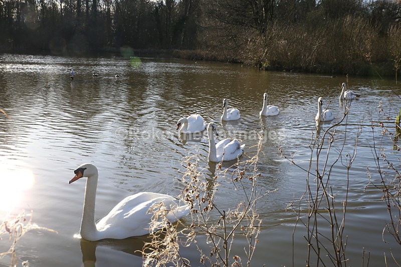  - Wildlife