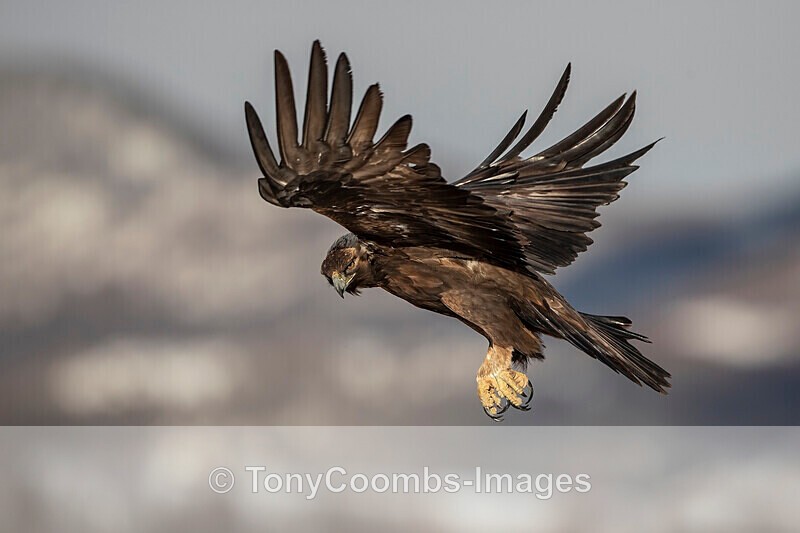 Golden Eagle  1901-17653 - The Mountains