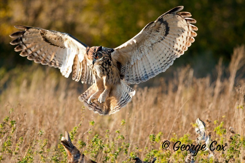 eagle owl bubo bubo