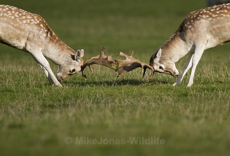 FALLOW DEER RUT ref fdr 16 - DEER RUT FOR RED AND FALLOW DEER