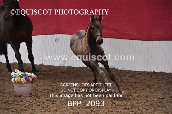 BPP_2093 - AFTERNOON 12.30 - 3.30PM