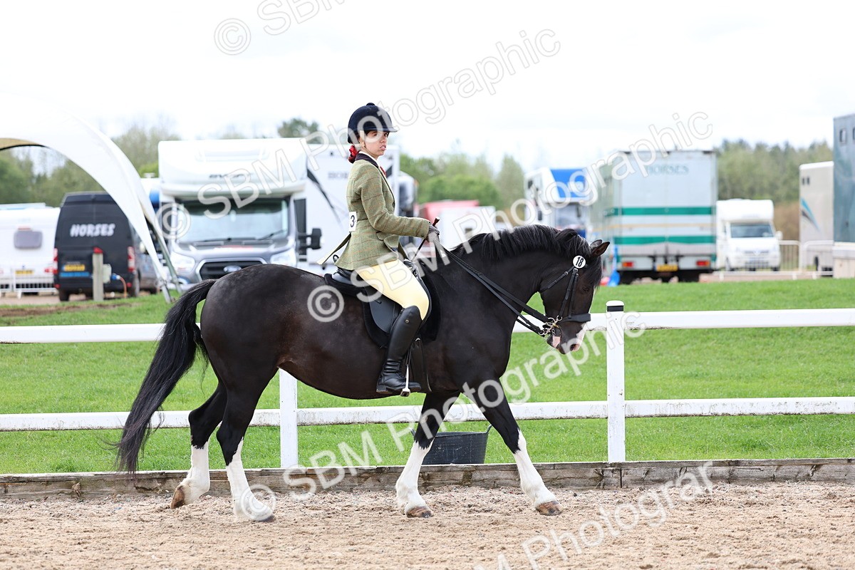 SBM_01521 - Class 17 - Prettiest Mare