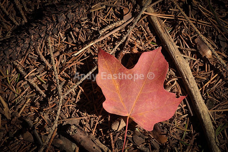 Autumn Leaf 3 - Autumn in Canada