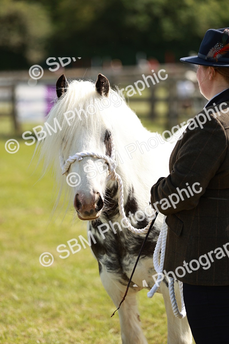 SBM_08662 - Class 63-65 - Traditional Gypsy Cobs In Hand & Ridden