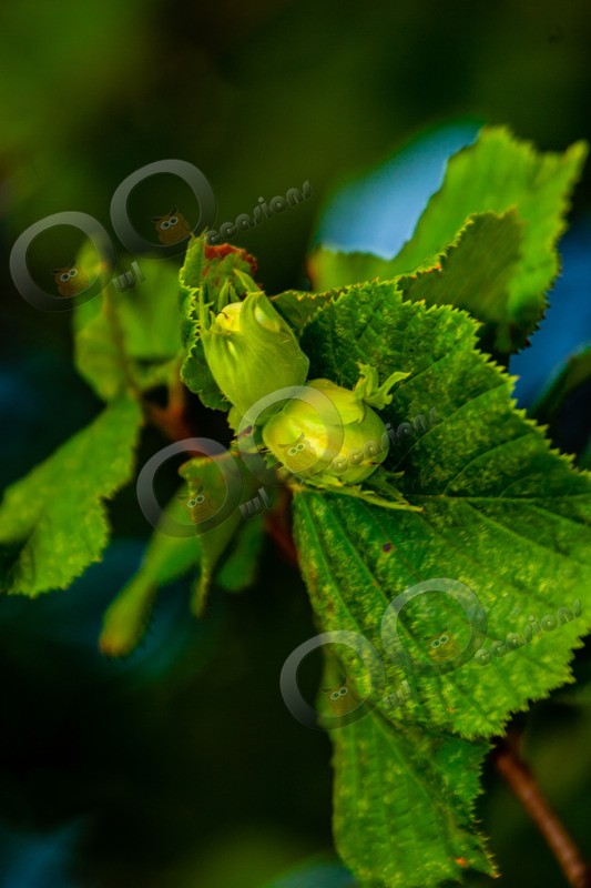 Hazel nuts-8591 - Plants and trees
